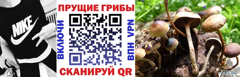 Псилоцибиновые грибы GOLDEN TEACHER  закладка  Сухой Лог 